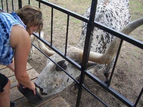 A person feeding a large spotted bull through a fence at a farm or petting zoo.
