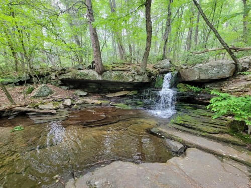 A serene forest scene featuring a small waterfall cascading over rocks into a clear pool, surrounded by lush greenery.