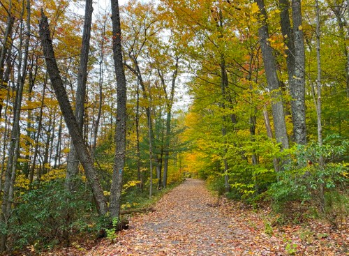 A serene forest path lined with trees displaying vibrant autumn foliage and a carpet of fallen leaves.