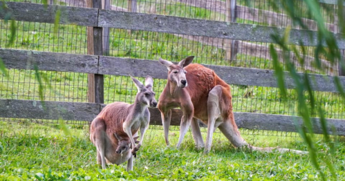 A kangaroo and its joey stand in a grassy area near a wooden fence. Another kangaroo is resting nearby.