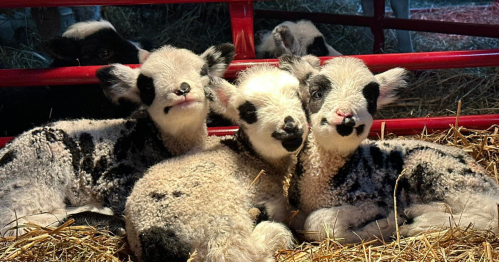 Three adorable black and white lambs resting together on straw in a cozy barn setting.
