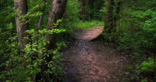 A winding dirt path through a lush green forest, surrounded by trees and foliage.
