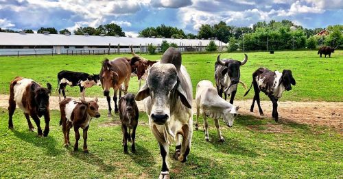 A group of cows and calves walking across a green pasture under a partly cloudy sky.