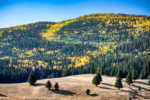 A scenic view of rolling hills covered in green and yellow trees under a clear blue sky.