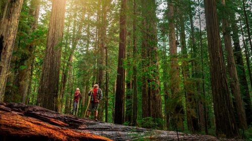 Two hikers gaze up at massive trees.