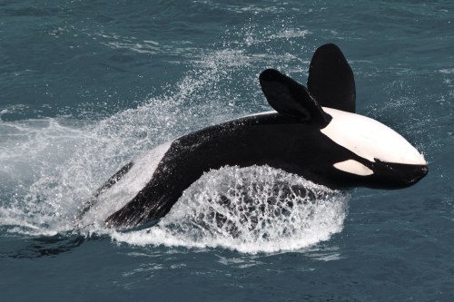 An orca breaches the water, creating a splash against a blue ocean backdrop.
