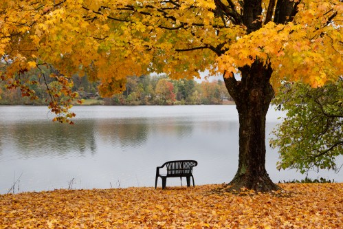A bench on the edge of Lake Logan in Ohio surrounded by golden-orange fall foliage.