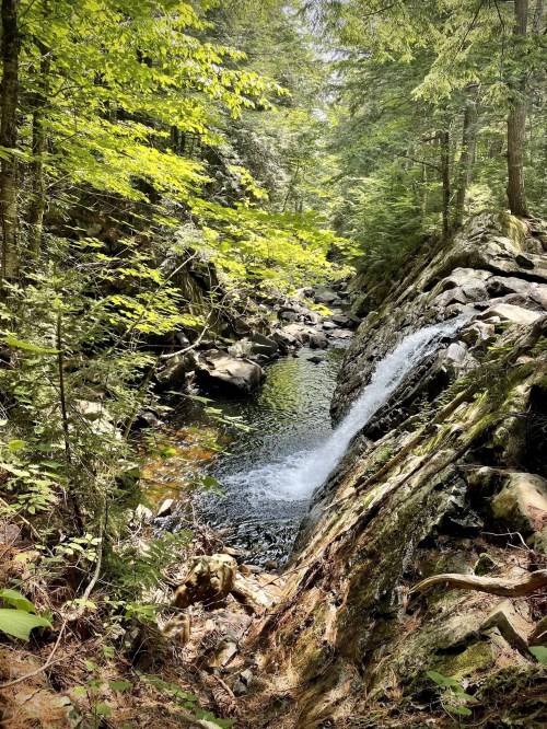 A serene waterfall cascades over rocks into a tranquil pool, surrounded by lush green trees and foliage.