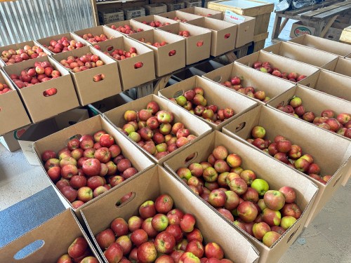 Boxes filled with red and green apples arranged neatly in a storage area.