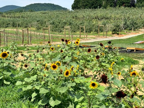 A field of sunflowers in the foreground with apple trees and rolling hills in the background on a sunny day.