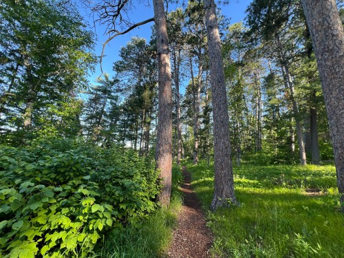 A narrow path winds through a lush green forest with tall trees and bright blue sky above.