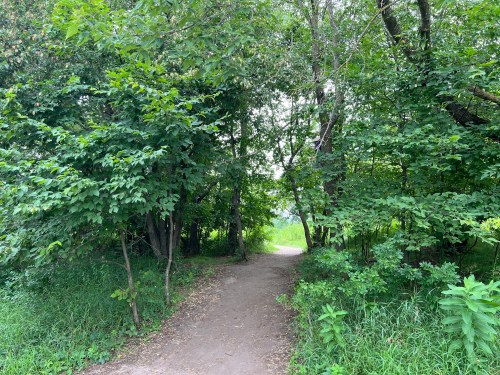 A narrow dirt path leads through lush green trees and foliage, inviting exploration into the forest.