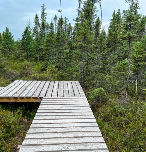 Wooden boardwalk leading through a dense forest of evergreen trees under a cloudy sky.