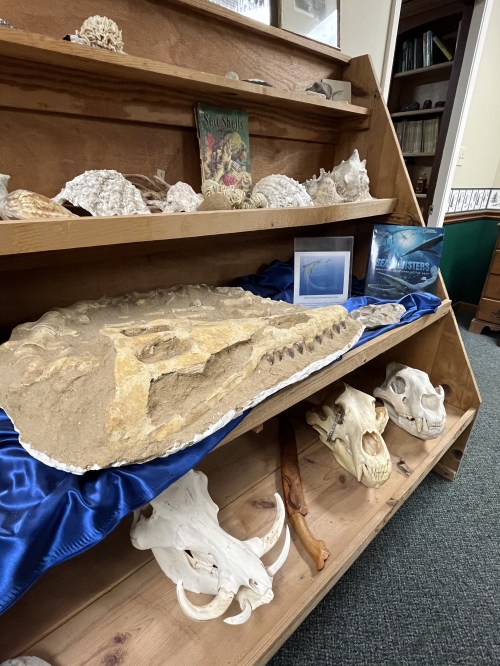 A display of fossils and skulls on a wooden shelf, featuring a large fossilized skull and various shells.