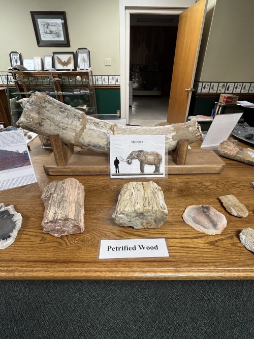 Display of petrified wood specimens on a wooden table, with an illustration of a mammoth in the background.