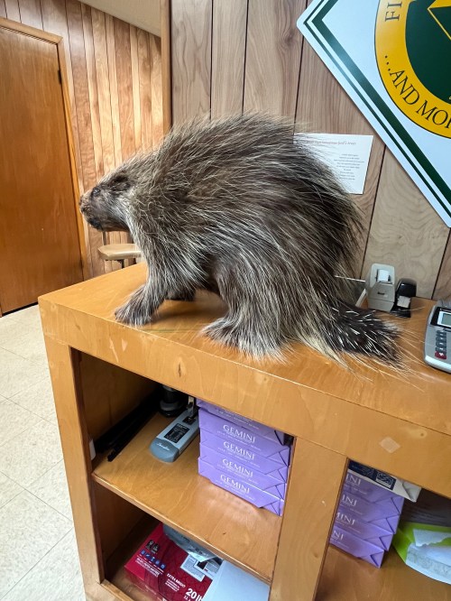 A mounted porcupine displayed on a wooden counter in a rustic setting.