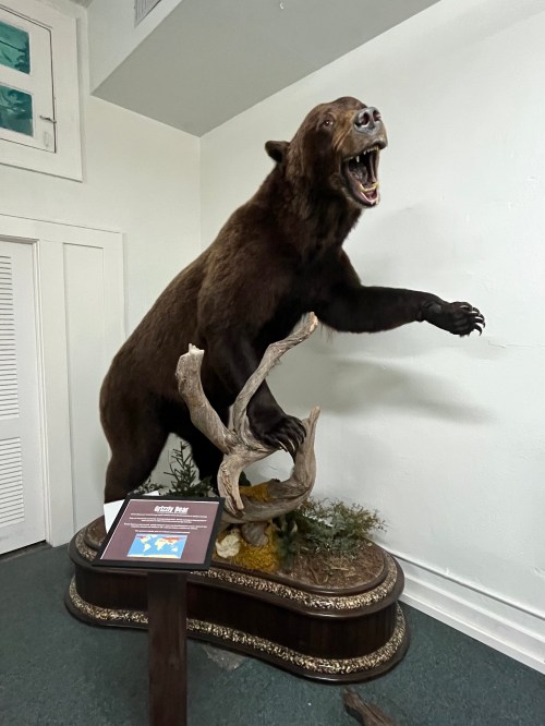 A mounted bear standing on its hind legs, showcasing its teeth, with a wooden base and informational plaque nearby.