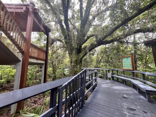 A wooden walkway curves through a lush forest, flanked by trees and a building with a deck above.