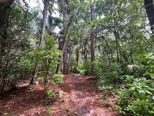 A narrow path winding through a lush, green forest with tall trees and scattered sunlight.