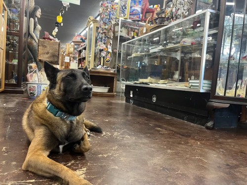 A dog lies on the floor of a cluttered antique shop, surrounded by various items and display cases.