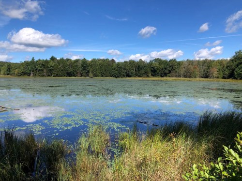 A serene lake surrounded by lush greenery and trees, with a clear blue sky and fluffy clouds above.