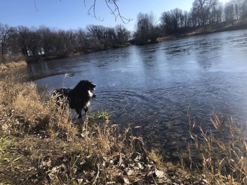A black and white dog stands by a frozen river, surrounded by bare trees and grass on a sunny day.
