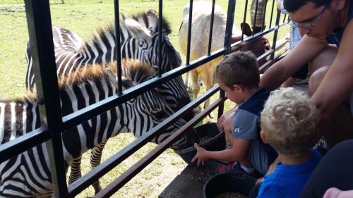 Two children feed zebras through a fence while an adult sits nearby, surrounded by other animals in a grassy area.