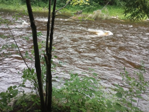 A flowing river surrounded by lush greenery and trees, with gentle ripples on the water's surface.