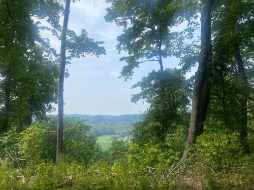 A serene view of a lush green landscape framed by tall trees under a cloudy sky.