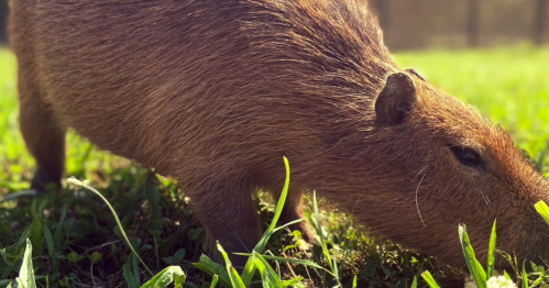A close-up of a capybara grazing on green grass in a sunny outdoor setting.