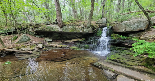 A serene forest scene featuring a small waterfall cascading over rocks into a clear pool, surrounded by lush greenery.