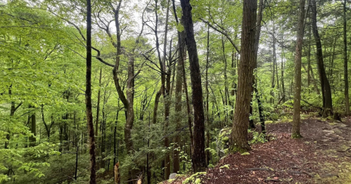 Lush green forest with tall trees and a rocky path, creating a serene natural landscape.