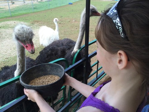 A girl holds a bowl of feed while feeding ostriches at a farm, with another ostrich in the background.