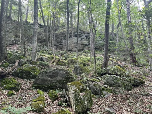 A serene forest scene with moss-covered rocks, trees, and a rocky outcrop in the background.