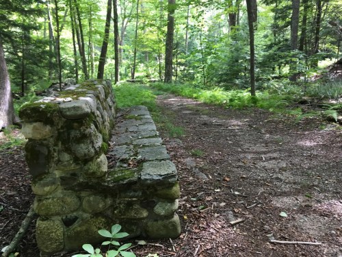 A stone bench along a forest path, surrounded by lush greenery and trees.