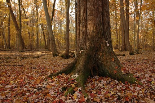 A large tree trunk surrounded by colorful autumn leaves in a serene forest setting.