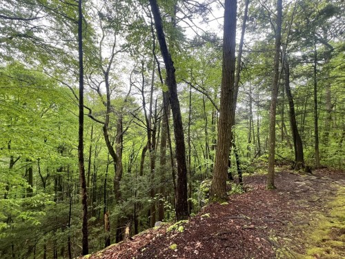 Lush green forest with tall trees and a rocky path, creating a serene natural landscape.