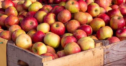 Large wooden baskets are filled with apples