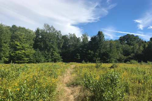 A sunny landscape featuring a grassy path through a field of wildflowers, bordered by trees under a blue sky.