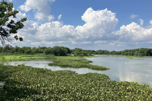 A serene landscape featuring a calm lake surrounded by lush greenery and fluffy clouds in a blue sky.