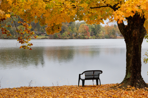 A black bench under a vibrant orange tree by a calm lake, surrounded by autumn foliage.