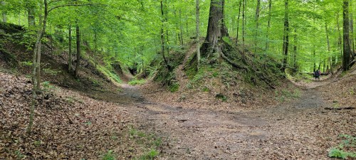 A forested area with two diverging paths surrounded by lush green trees and a carpet of fallen leaves.