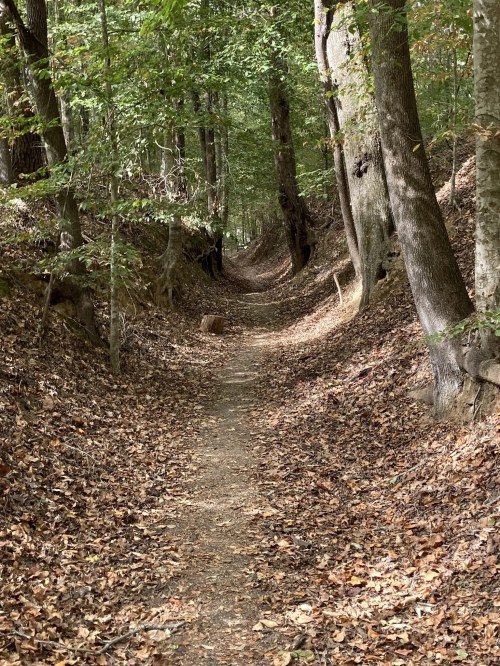 A narrow, leaf-covered trail winding through a dense forest with tall trees on either side.