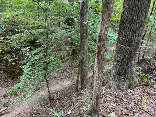 A wooded area with tall trees and a winding dirt path surrounded by green foliage and fallen leaves.