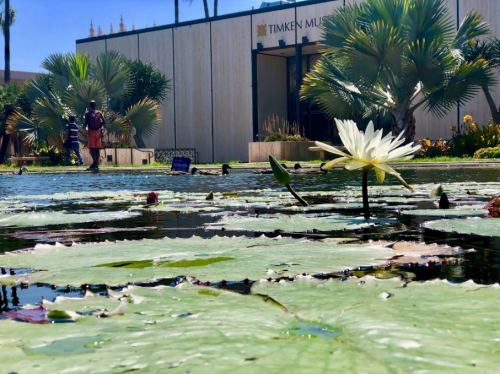 A serene pond with lily pads and a white flower, with the Timken Museum in the background and people walking nearby.