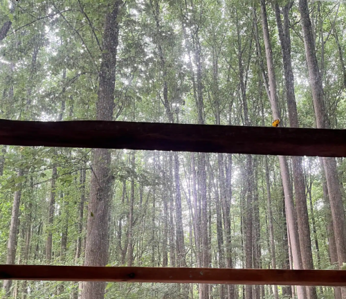 A view of a dense forest with tall trees, rain falling softly, and a hint of yellow from a small bird on a railing.