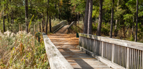 A wooden boardwalk winding through a forested area with trees and tall grass on either side.