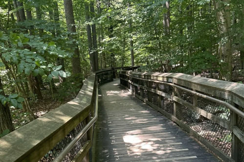 A winding wooden boardwalk through a lush green forest, surrounded by trees and dappled sunlight.