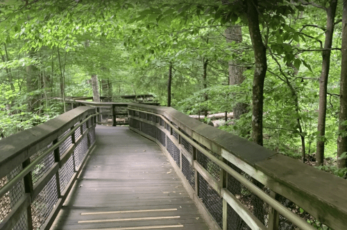 A wooden boardwalk winding through a lush green forest, surrounded by trees and foliage.