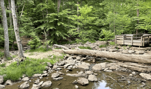 A serene forest scene with a stream, large rocks, fallen tree, and a wooden observation deck surrounded by lush greenery.